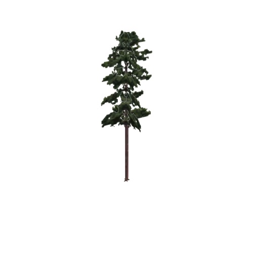 Screenshot of Tree, Pinus, Echinata (Shortleaf Pine), 25m