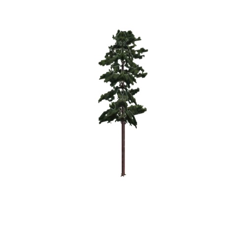 Screenshot of Tree, Pinus, Echinata (Shortleaf Pine), 26m