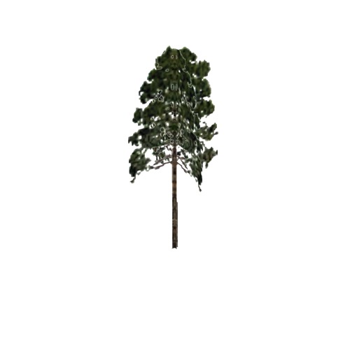 Screenshot of Tree, Pinus, Elliottii (Slash Pine), 21m