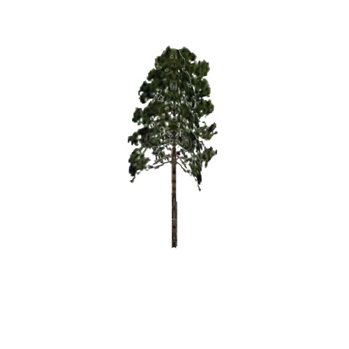 Screenshot of Tree, Pinus, Elliottii (Slash Pine), 25m
