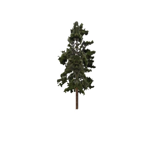 Screenshot of Tree, Pinus (Pine), 18m