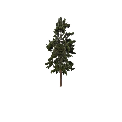 Screenshot of Tree, Pinus (Pine), 20m