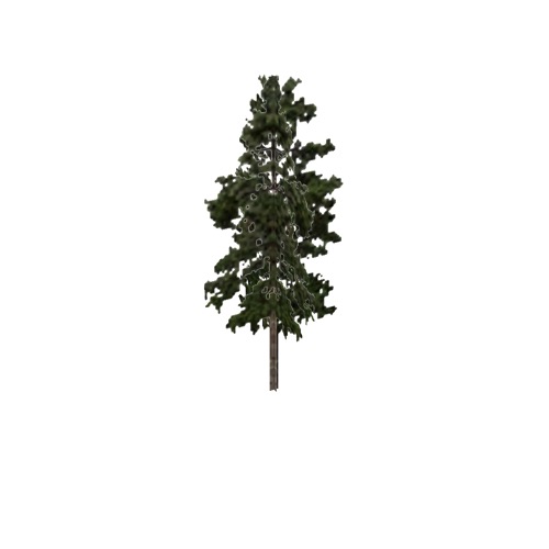 Screenshot of Tree, Pinus (Pine), 16m