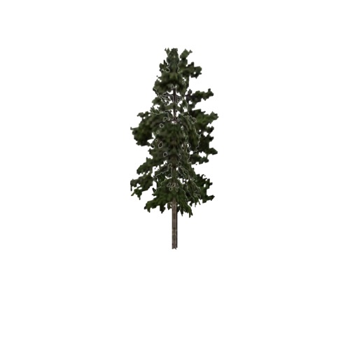 Screenshot of Tree, Pinus (Pine), 23m