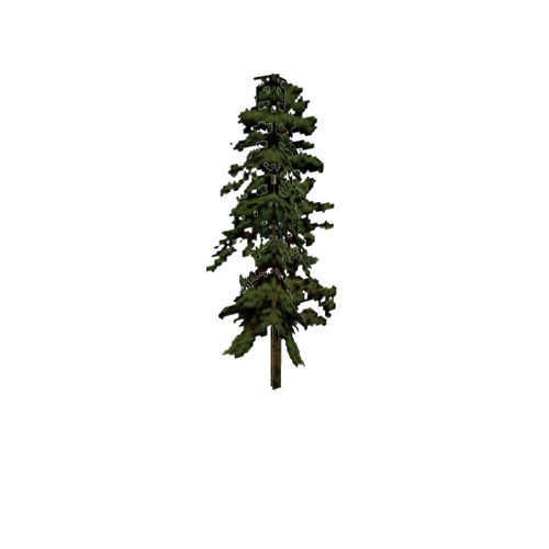 Screenshot of Tree, Pinus (Pine), 20m