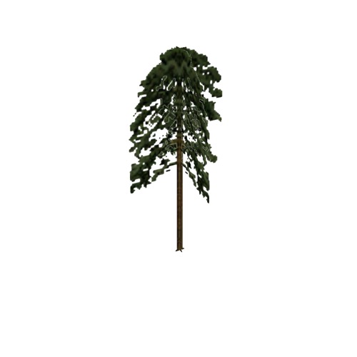 Screenshot of Tree, Pinus (Pine), 24m