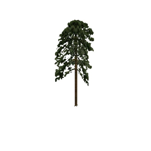 Screenshot of Tree, Pinus (Pine), 28m