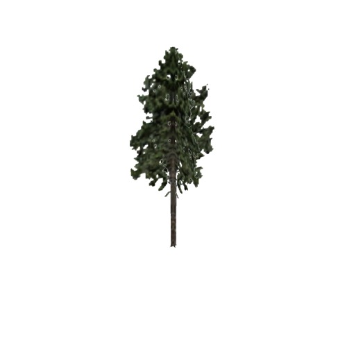 Screenshot of Tree, Pinus (Pine), 26m