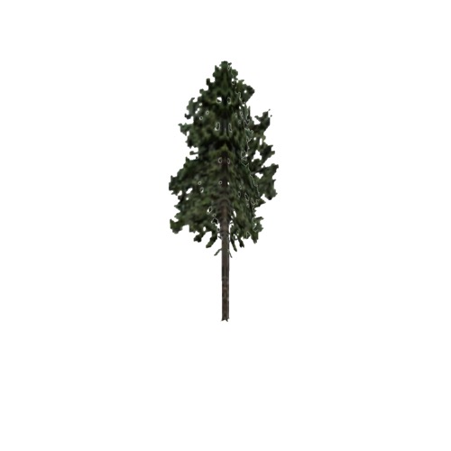 Screenshot of Tree, Pinus (Pine), 28m