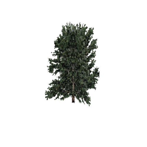 Screenshot of Tree, Platanus (Sycamore), 32m