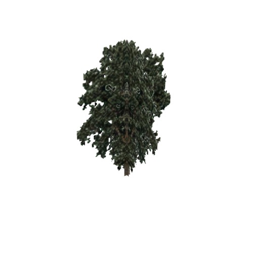 Screenshot of Tree, Populus, Fremontii (Cottonwood), 22m