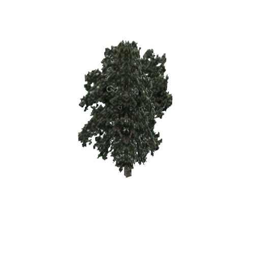 Screenshot of Tree, Populus, Fremontii (Cottonwood), 29m