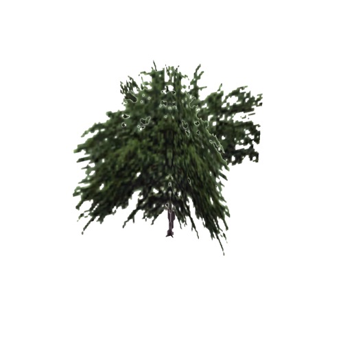 Screenshot of Tree, Prosopis (Mesquite), 7.5m