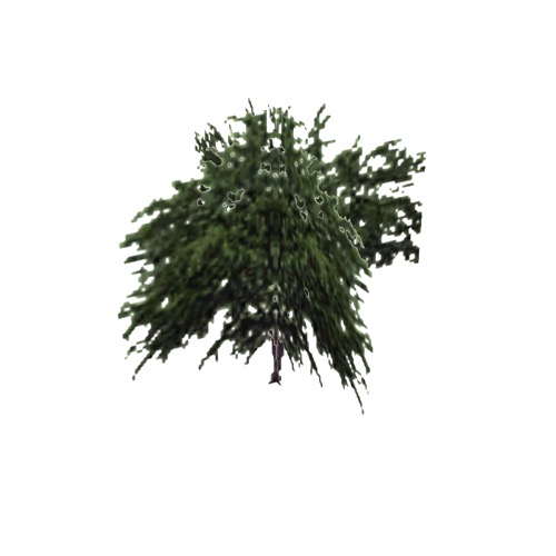 Screenshot of Tree, Prosopis (Mesquite), 7m