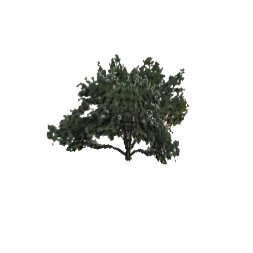 Screenshot of Tree, Prosopis (Mesquite), 7.5m
