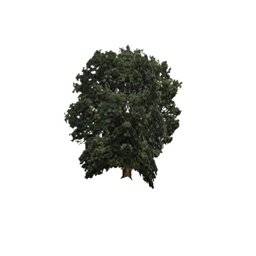 Screenshot of Tree, Quercus, Alba (White Oak), 24m