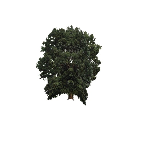 Screenshot of Tree, Quercus, Alba (White Oak), 25m