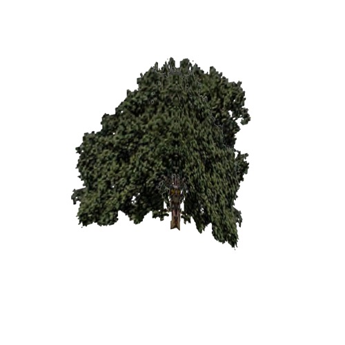 Screenshot of Tree, Quercus (Oak), 13m