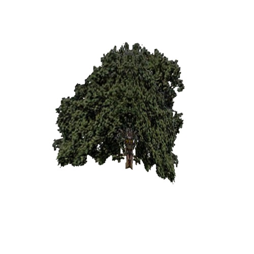 Screenshot of Tree, Quercus (Oak), 14m