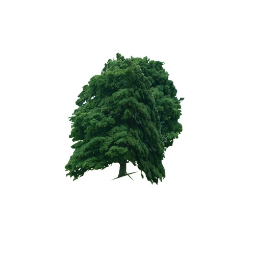 Screenshot of Tree, Quercus (Oak), 30m