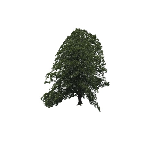 Screenshot of Tree, Quercus (Oak), 12m