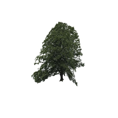 Screenshot of Tree, Quercus (Oak), 14m