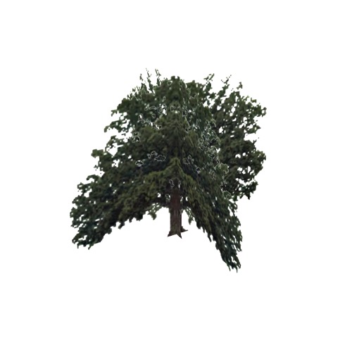 Screenshot of Tree, Quercus, Macrocarpa (Bur Oak), 16m