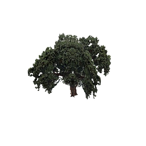 Screenshot of Tree, Quercus (Evergreen Oak), 19m