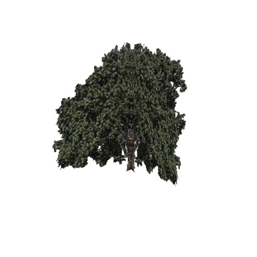 Screenshot of Tree, Quercus (Oak), 12m