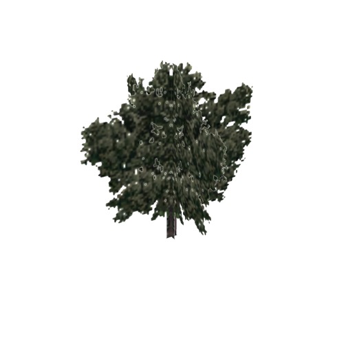 Screenshot of Tree, Quercus (Oak), 10m