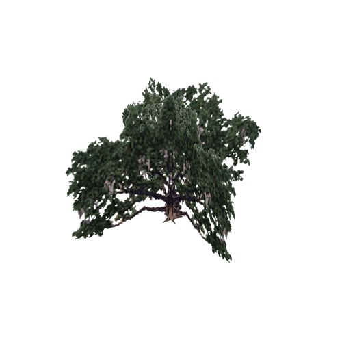 Screenshot of Tree, Quercus (Evergreen Oak), 16m
