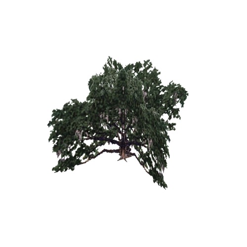 Screenshot of Tree, Quercus (Evergreen Oak), 17m