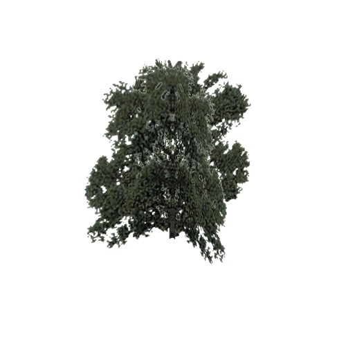 Screenshot of Tree, Salix, Alba (White Willow), 18m