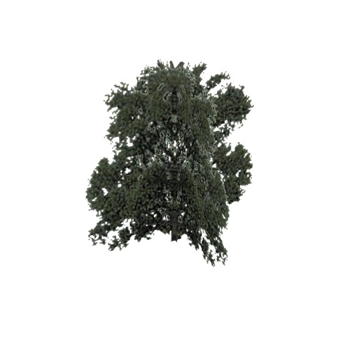 Screenshot of Tree, Salix, Alba (White Willow), 19m