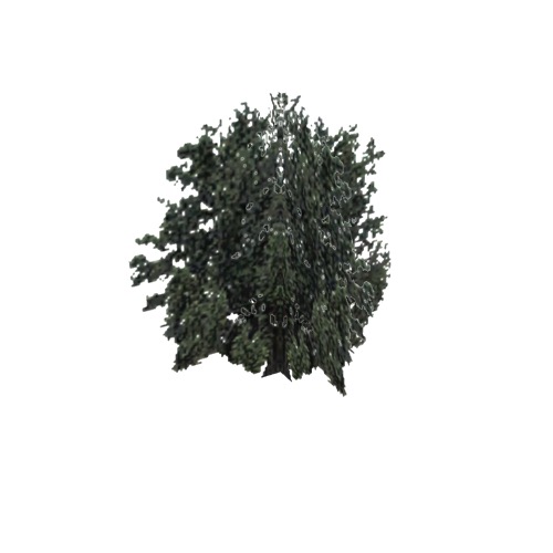 Screenshot of Tree, Salix (Willow), 19m